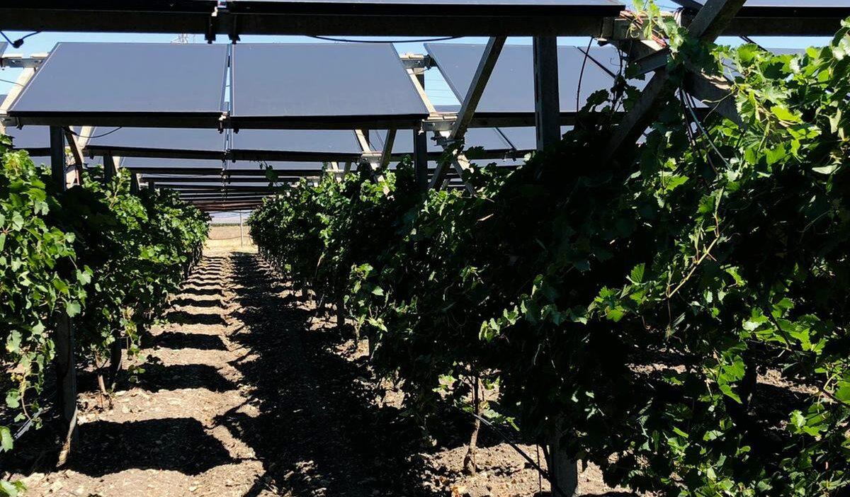 bando agrivoltaico