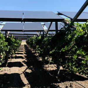 bando agrivoltaico