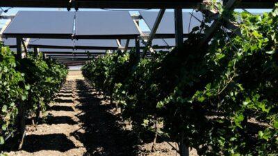 bando agrivoltaico