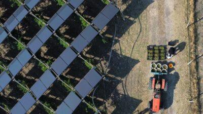 vigna agrivoltaico