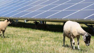 agrivoltaico