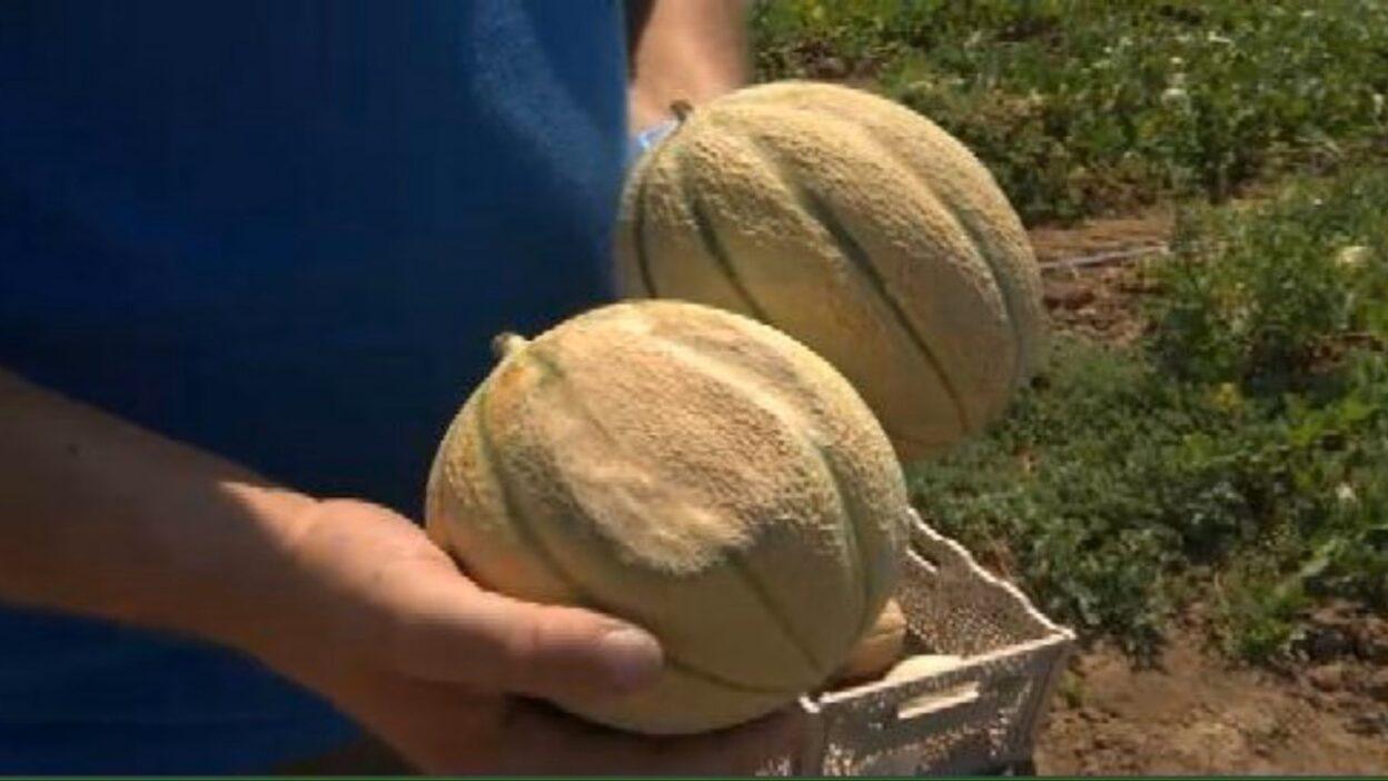 agricoltrua
