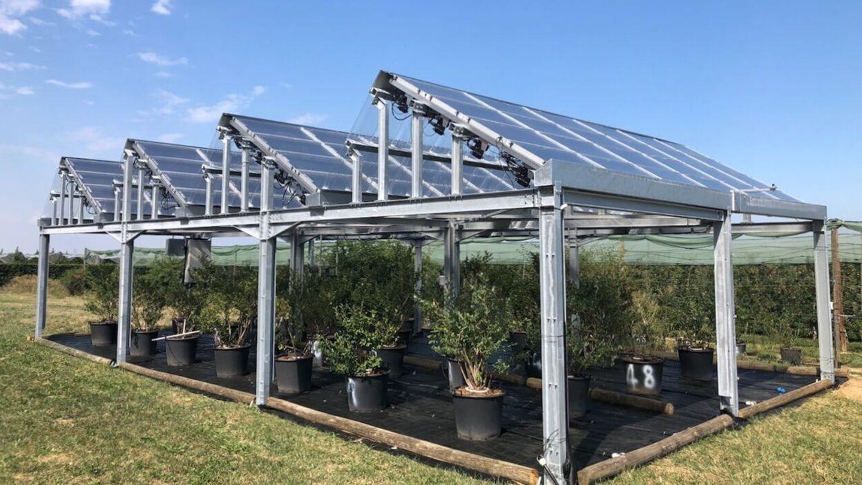 Agrivoltaico