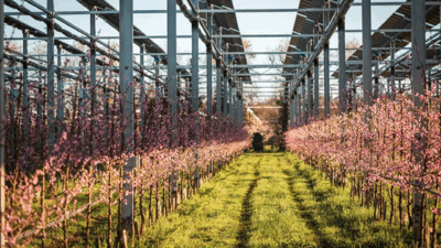 agrivoltaico