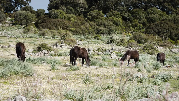 cavallini selvatici eco turismo