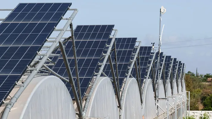 pomodori sotto i pannelli