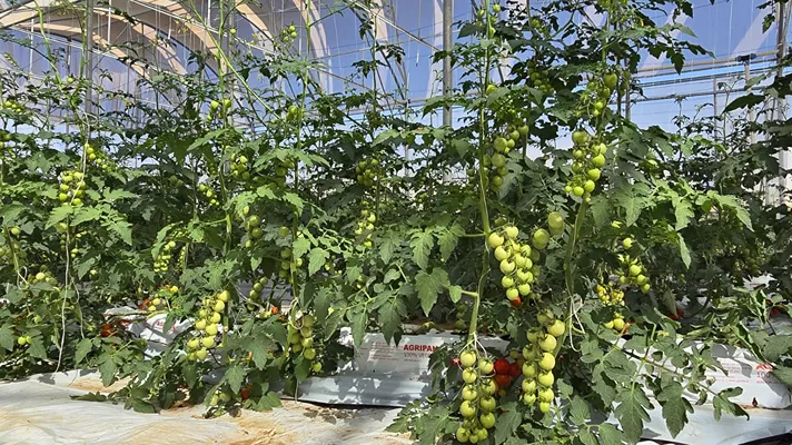 pomodori sotto i pannelli