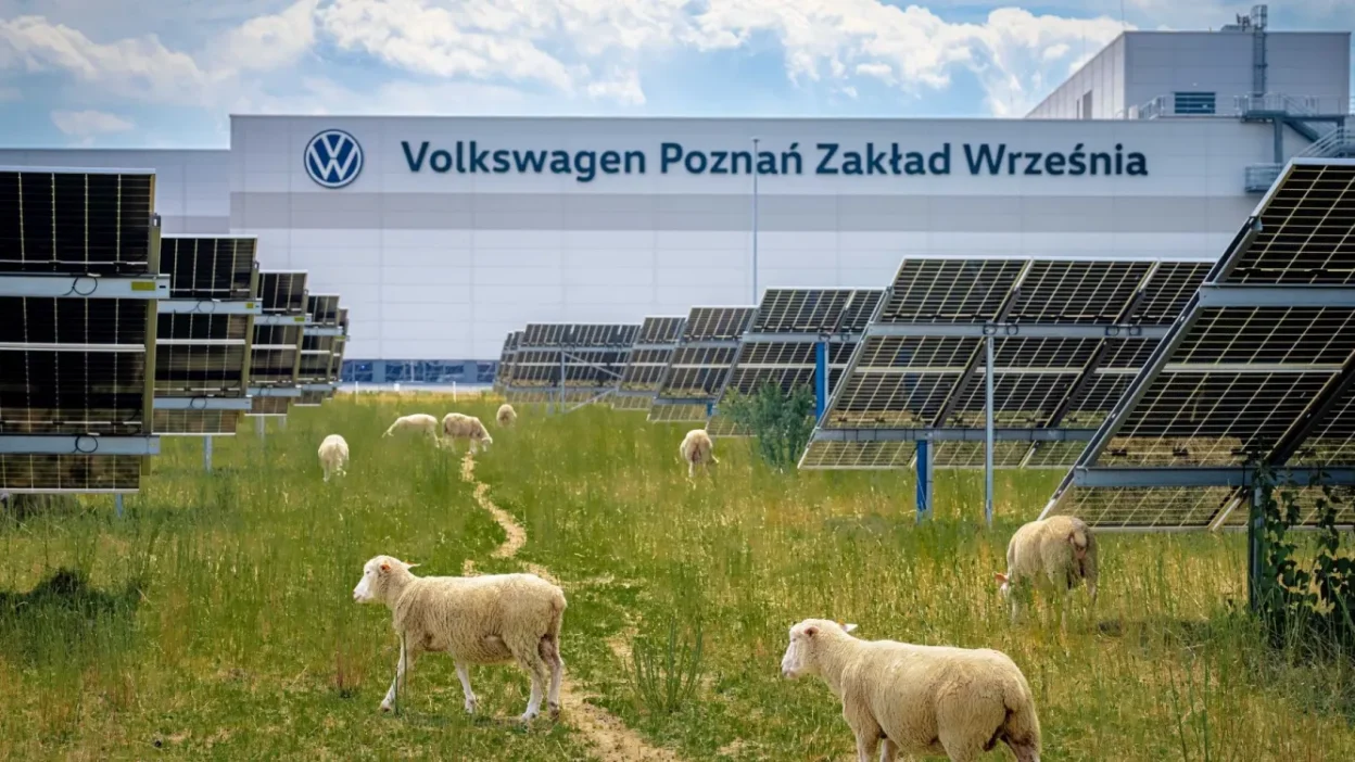 fotovoltaico e pecore volkswagen