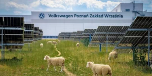 fotovoltaico e pecore volkswagen