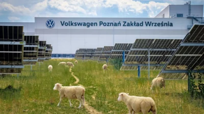 fotovoltaico e pecore volkswagen