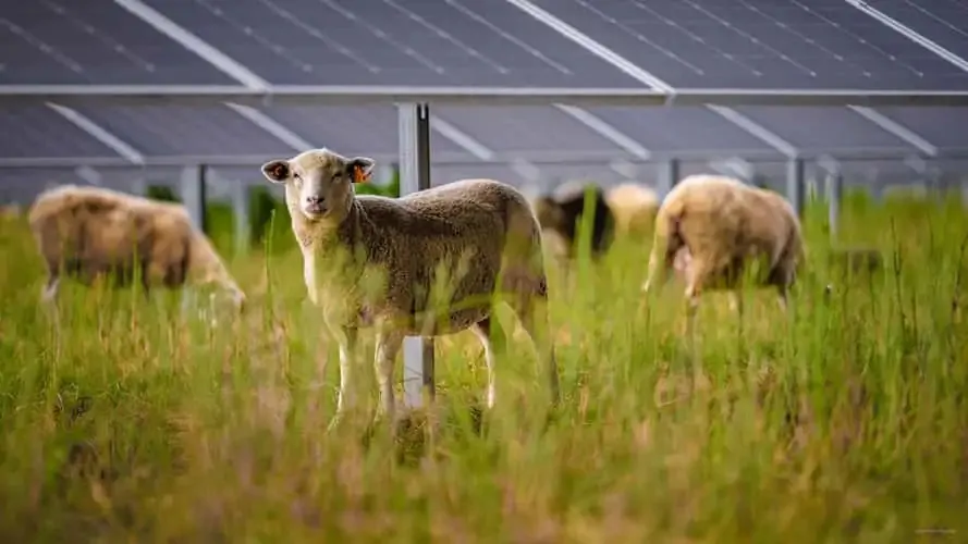 fotovoltaico e pecore volkswagen