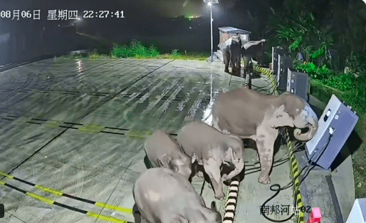 Colonnina sradicata da elefante