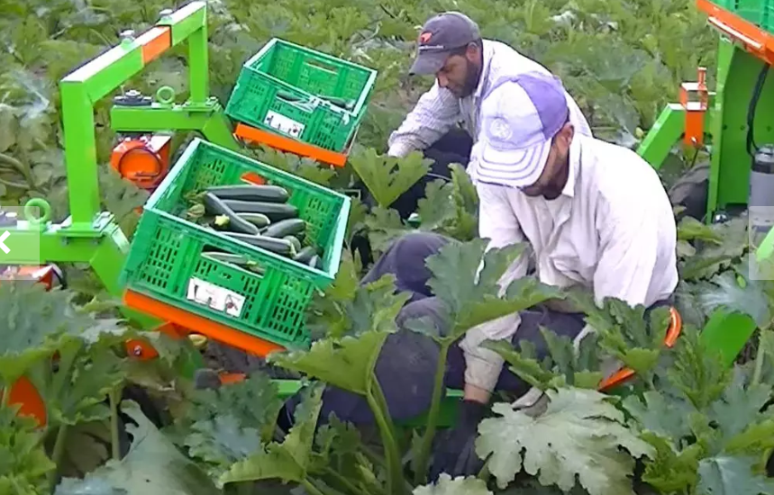 raccolta zucchine